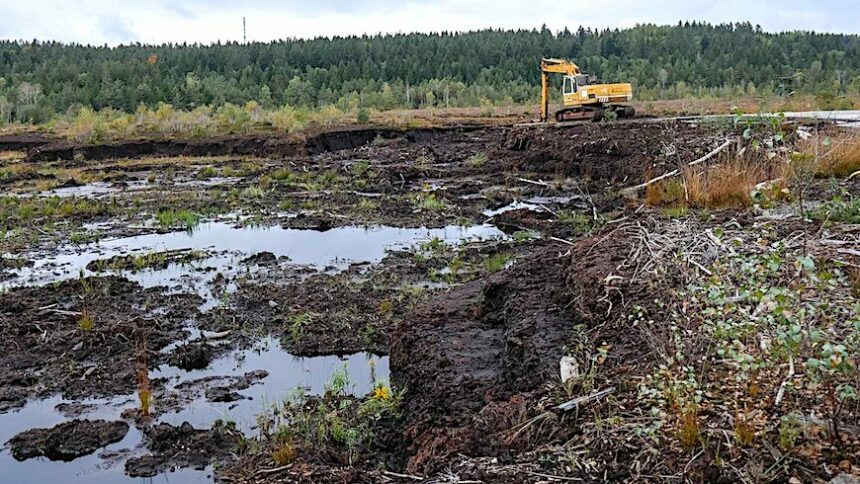 Sumpfrosmarin oder Arbeitsplätze