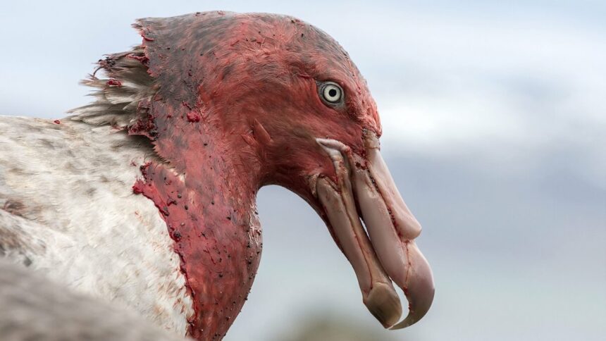 Südgeorgien © Kerstin Langenberger Greenpeace