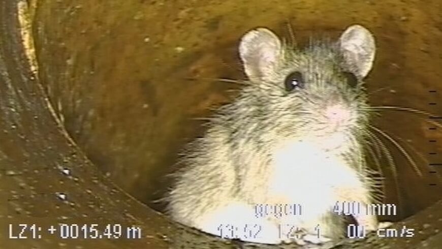 Ratte im Kanal, Aufnahme einer Kamerabefahrung im Februar 2021 © Entsorgungsbetriebe Konstanz